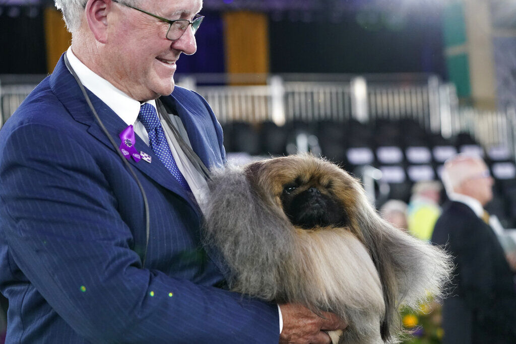 Westminster Dog Show